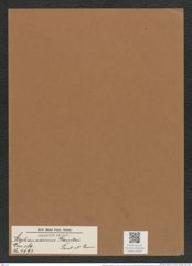 Stephanodiscus kanitzii Pant. et Grun. (de-Toni-Nr.: Genus 189, Species 4693) Zeichnungen Sammlung Grunow Mappe 04597 (Herbarium_W_Grunow_drawings_Folder_04597)